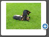 Platinumshepherd Uljas_8
