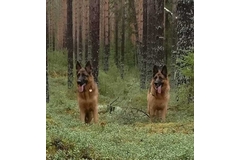 17