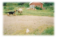 Piiti3