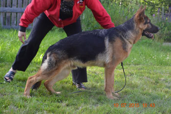 Platinumshepherd Iceman