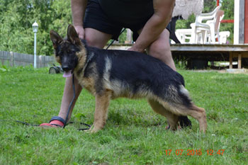 Platinumshepherd Jippu