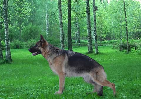 Platinumshepherd-Selena