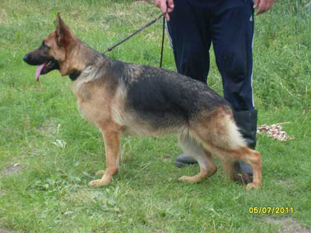 Platinumshepherd Queen, FI46447/10, syntynyt 16.6.2010 