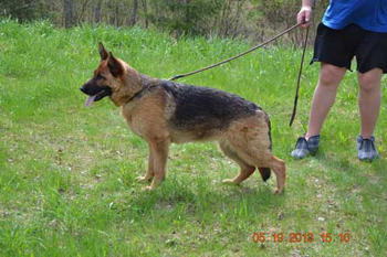 Platinumshepherd Tara, FI40751/11 syntynyt 26.4.2011