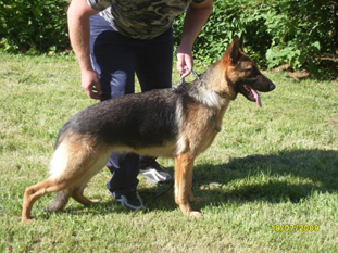 Platinumshepherd Janina, FIN45276/08, syntynyt 3.5.2008