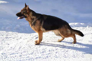 Platinumshepherd Ramona, FI11816/11 syntynyt 12.11.2010