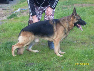 Platinumshepherd Jytky, FIN45272/08, syntynyt 3.5.2008