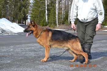 Platinumshepherd Zorro, FI52298/12, syntynyt 3.8.2012